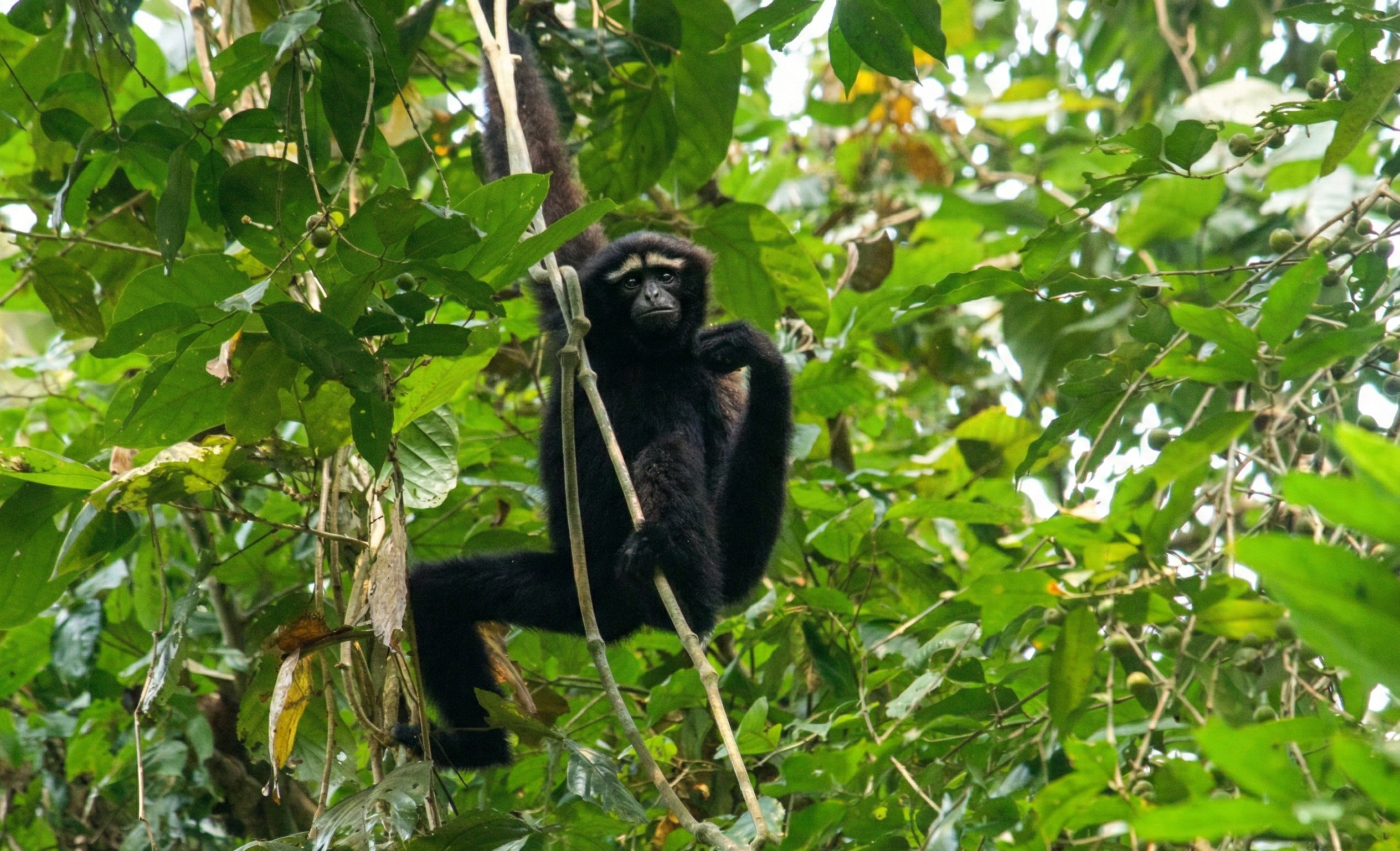 Black hoolock gibbon resting among dense forest trees in Kaziranga National Park, Assam, India