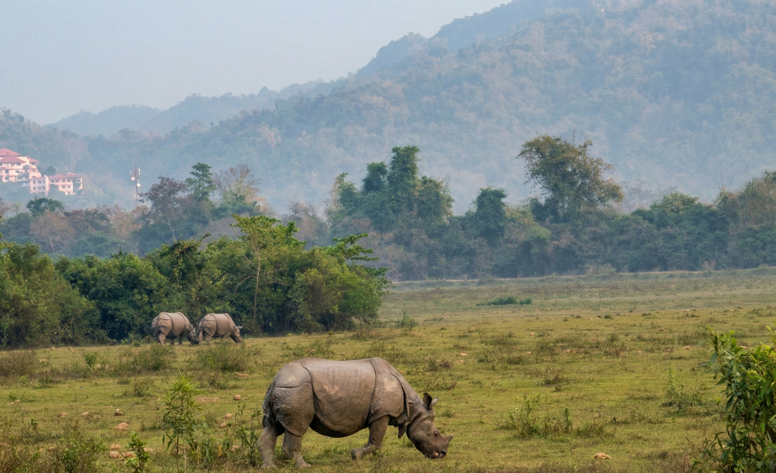 Indian one-horned rhinoceros grazing in the grasslands of Kaziranga National Park with scenic hills in the background, Assam, India