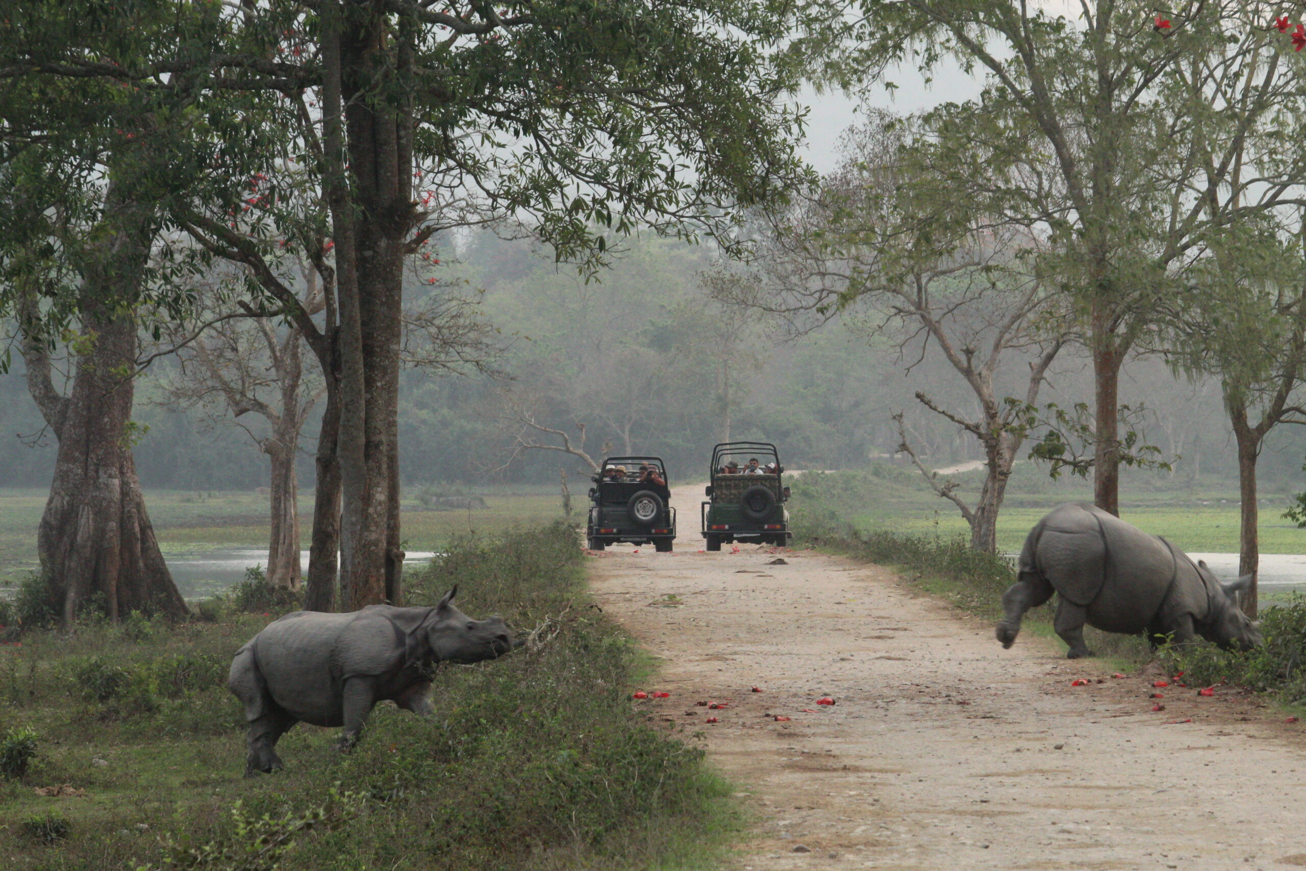 One-horned rhinoceroses spotted during a jeep safari in Kaziranga National Park, Assam, India
