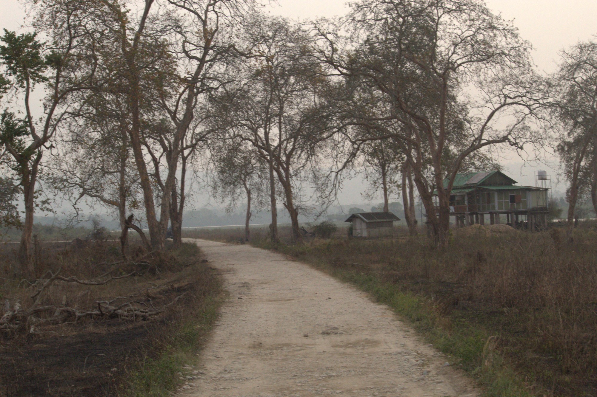 Safari jeep on misty forest road in Kaziranga National Park Assam early morning