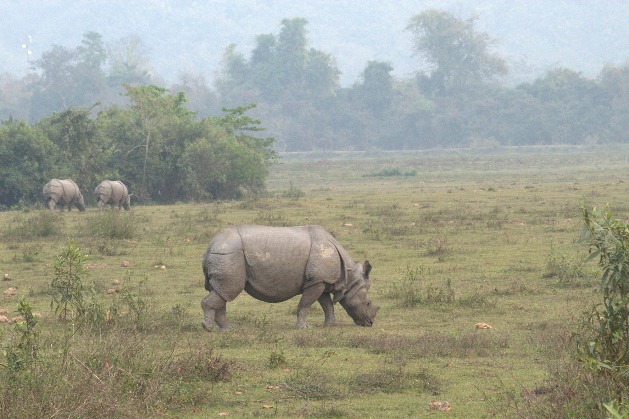 One horned rhinoceros grazing in grassland mist Kaziranga National Park Central Range Assam