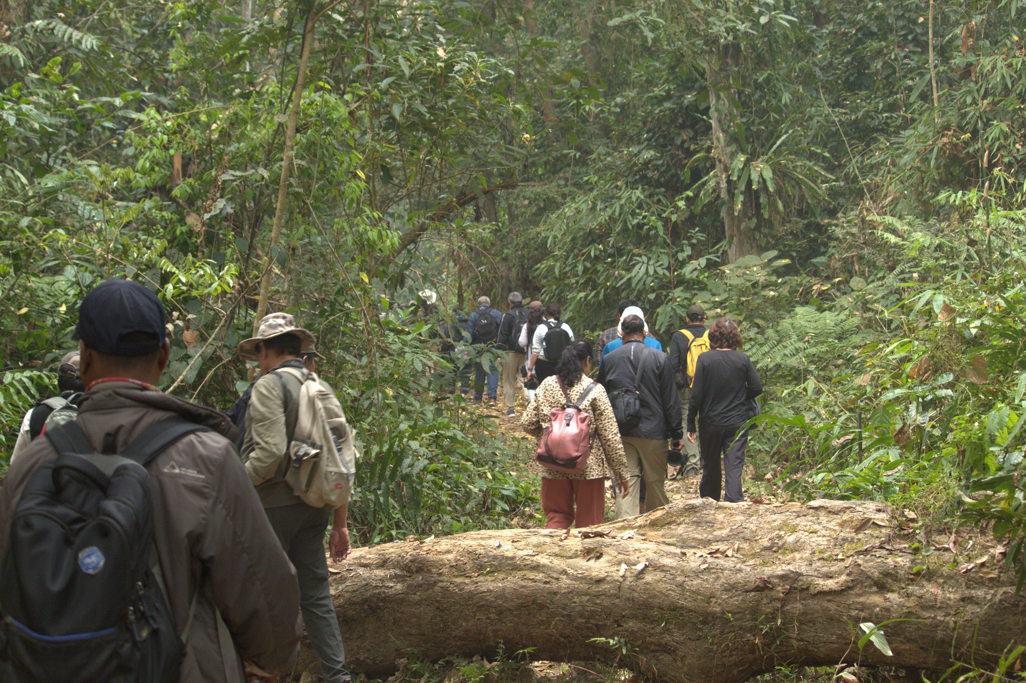 Group trekking through dense forest at Hoolock Gibbon Sanctuary Assam India searching for gibbons