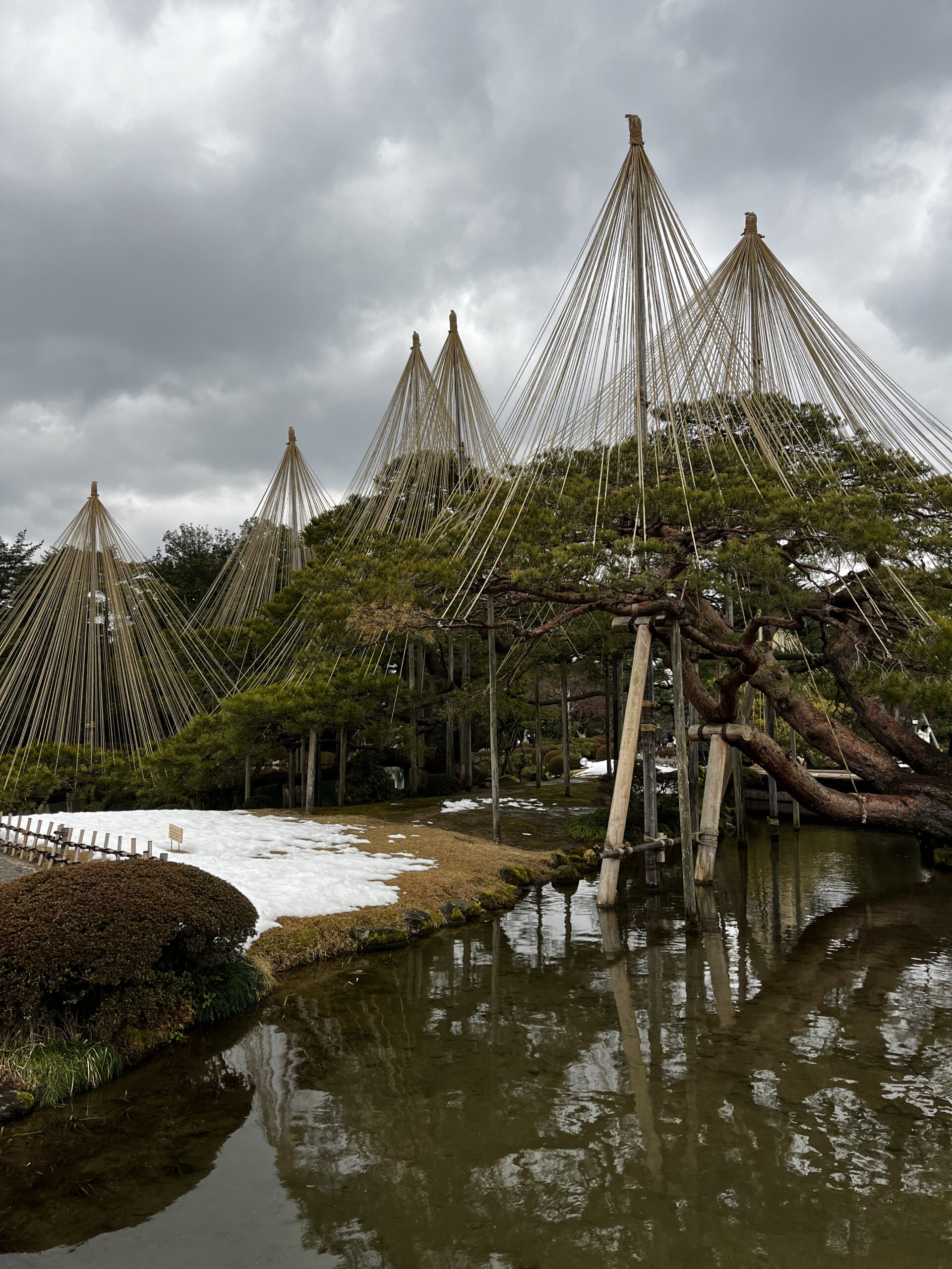Yukizuri ropes on pine trees in Kenrokuen Garden Kanazawa — winter snow protection technique close-up