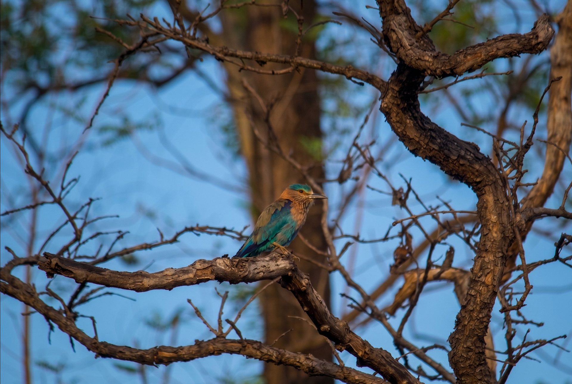Indian Roller perched on a branch in Tadoba