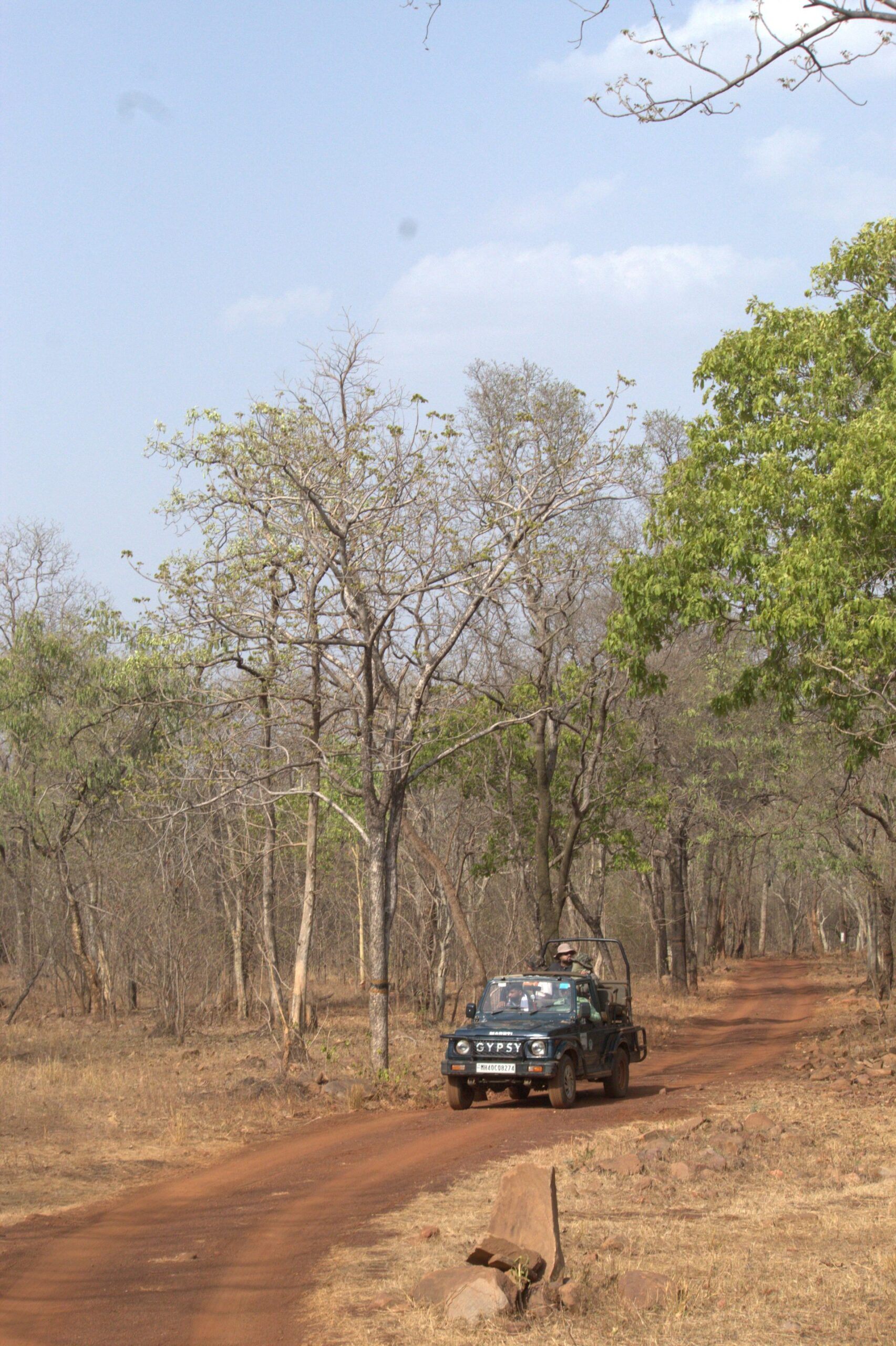 Safari jeep on a forest track in Tadoba Tiger Reserve