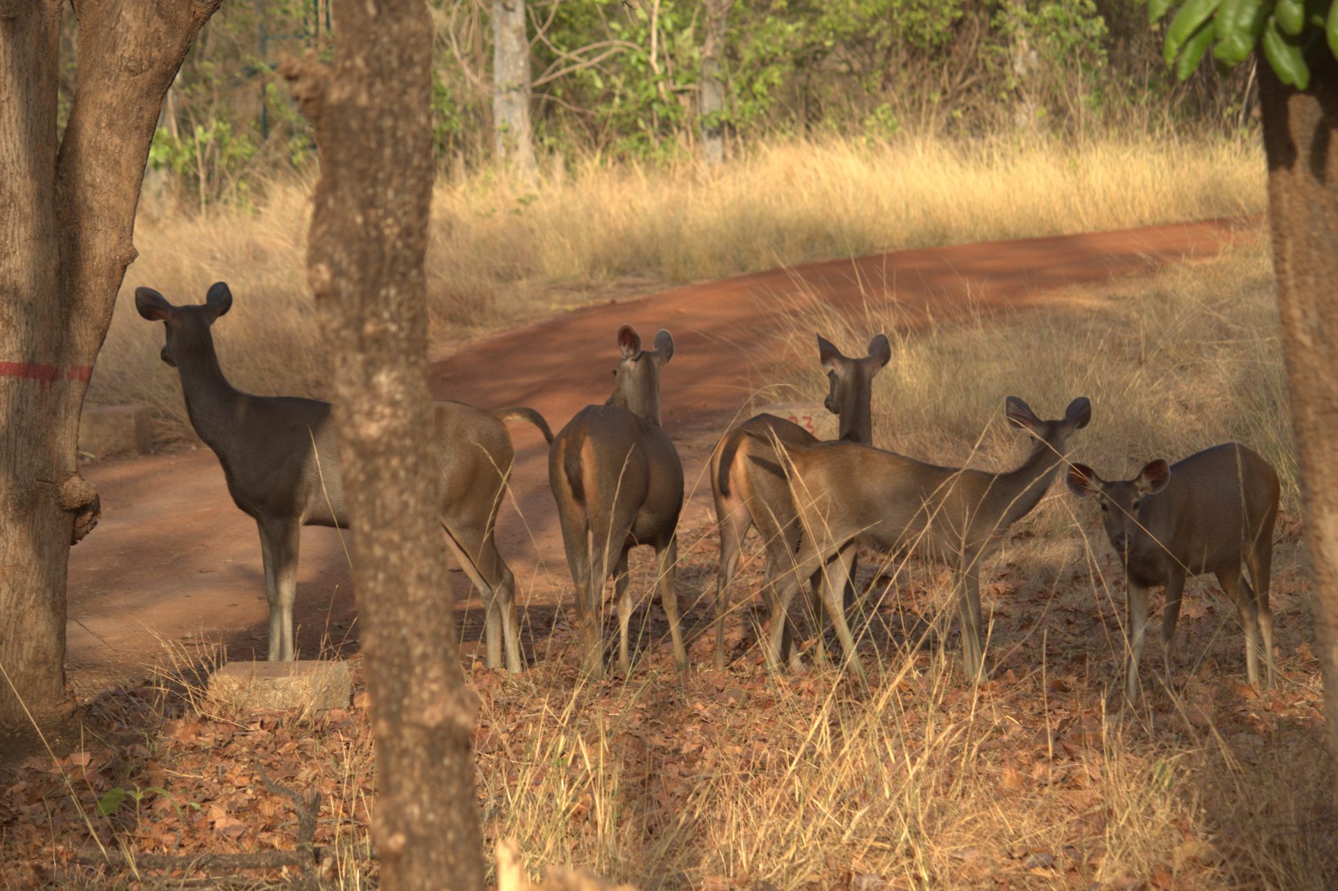 Sambar deer herd near Belara, Tadoba Tiger Reserve