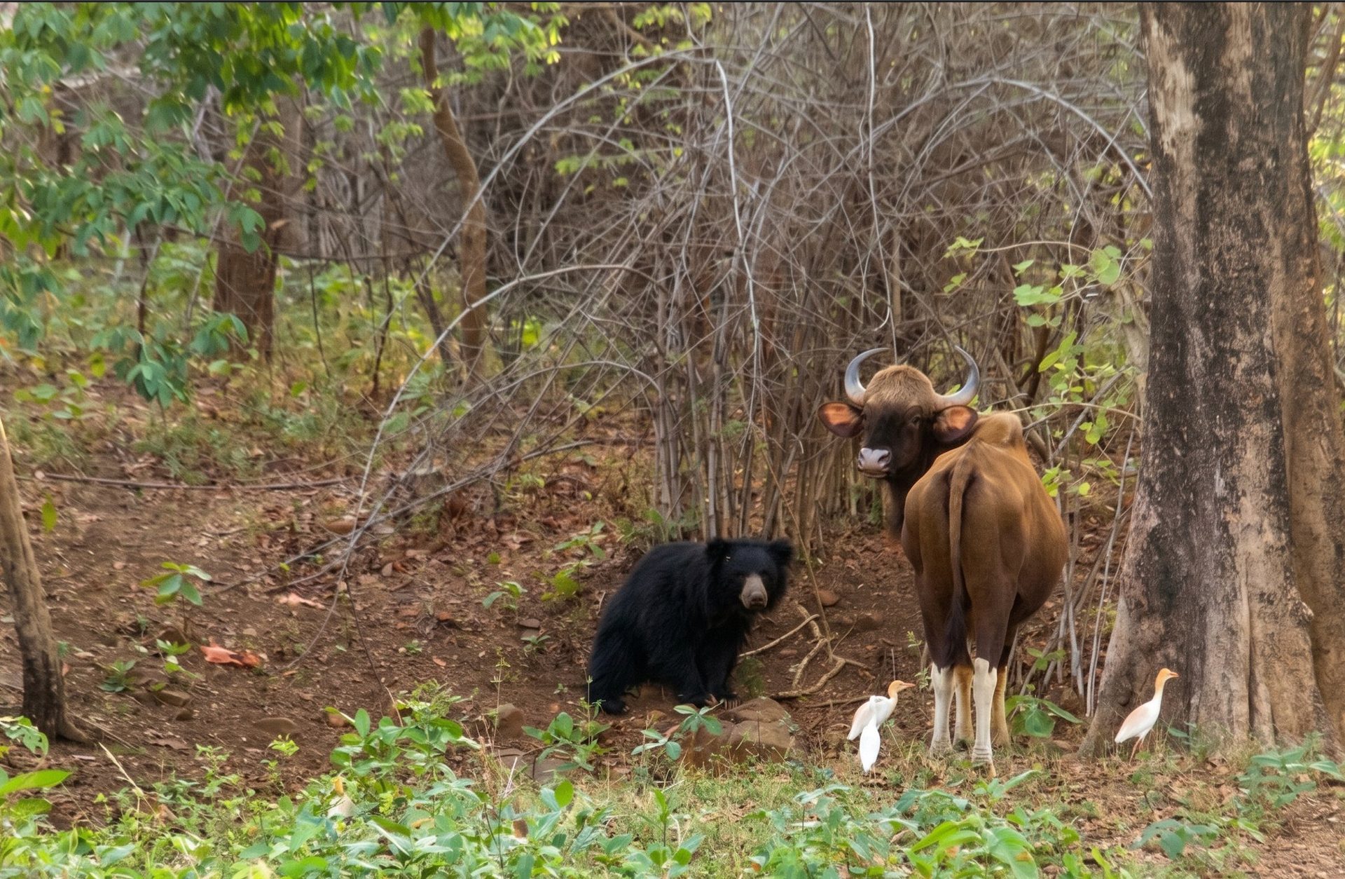 Sloth bear and gaur sharing a clearing in Tadoba Tiger Reserve