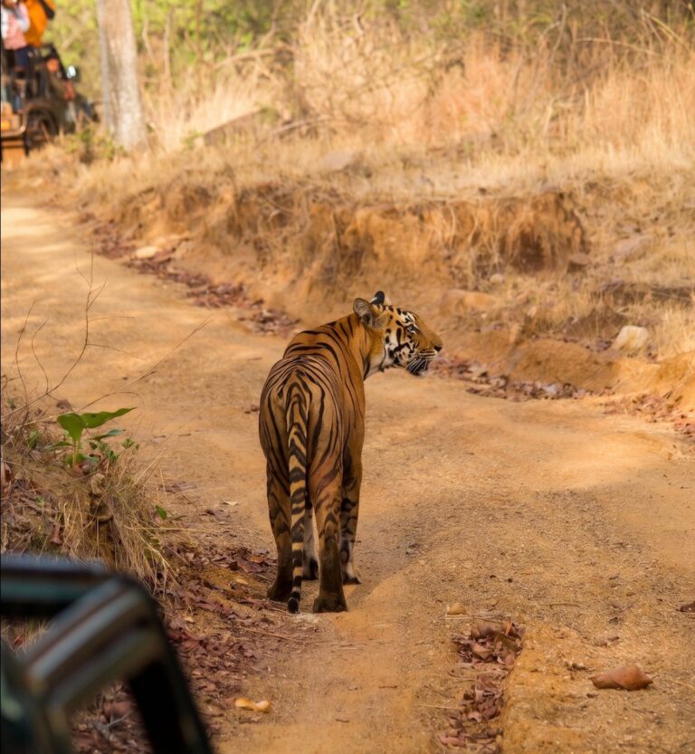 Tiger walking along a forest road in Tadoba Tiger Reserve