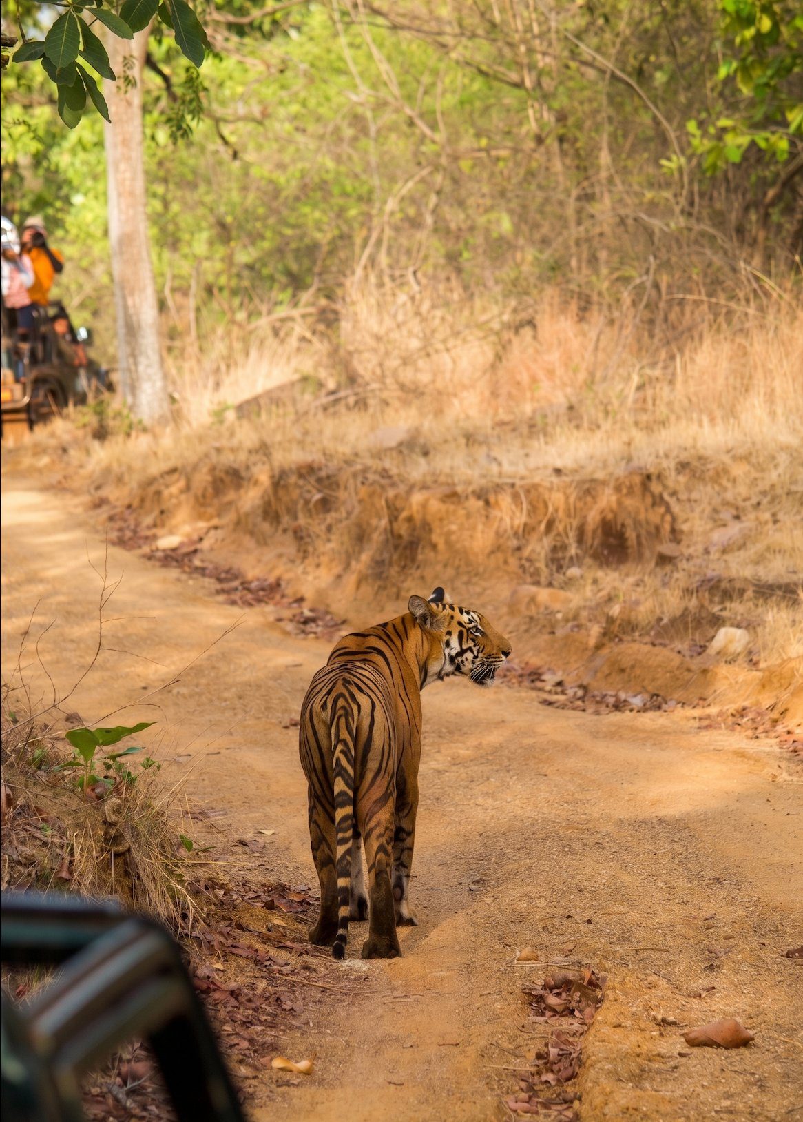 Tigress Chandni walking along a forest road in Tadoba