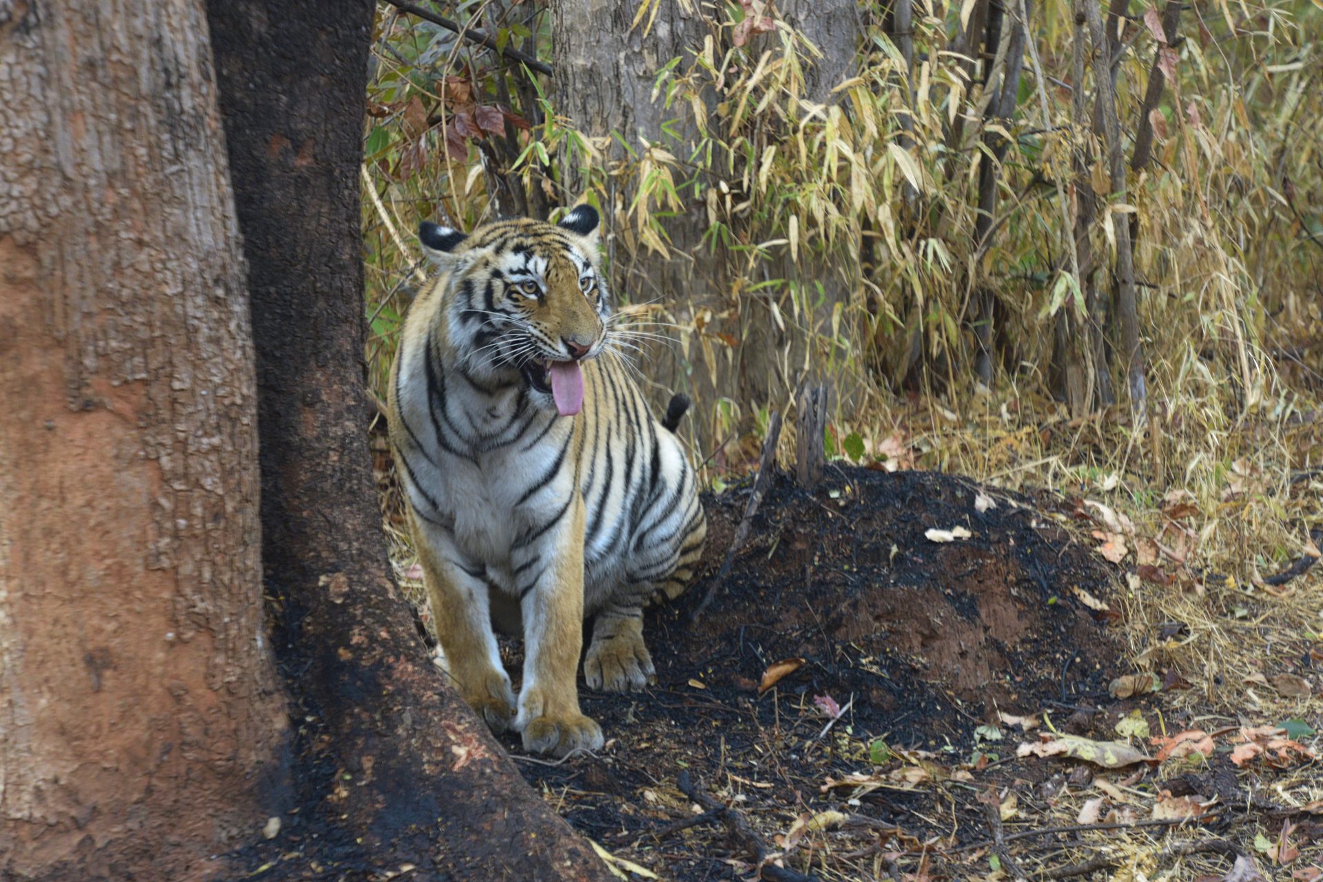 Male tiger Xylo at close range in Tadoba Tiger Reserve