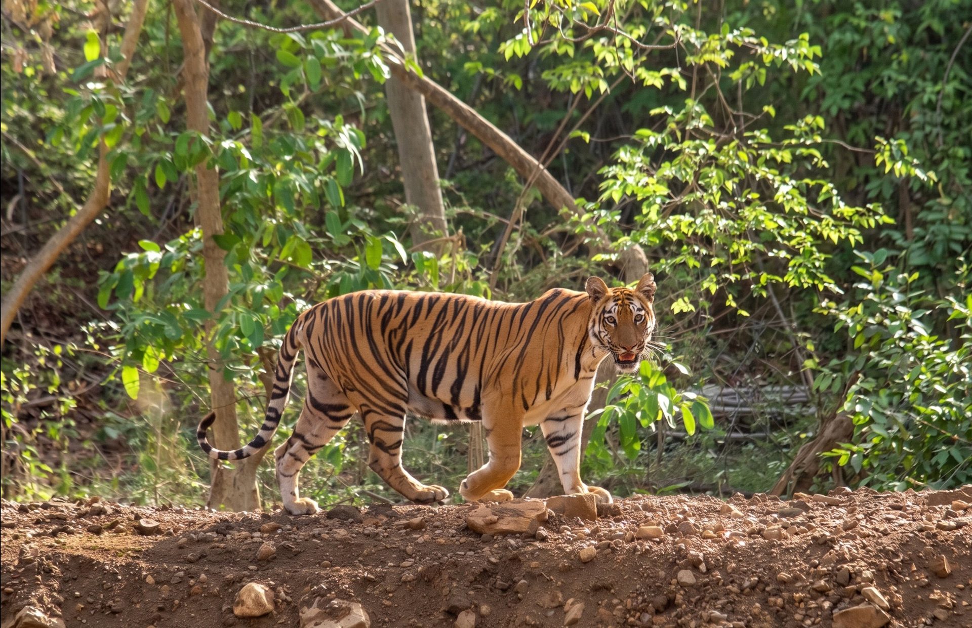 Tigress Veera walking through Tadoba Tiger Reserve