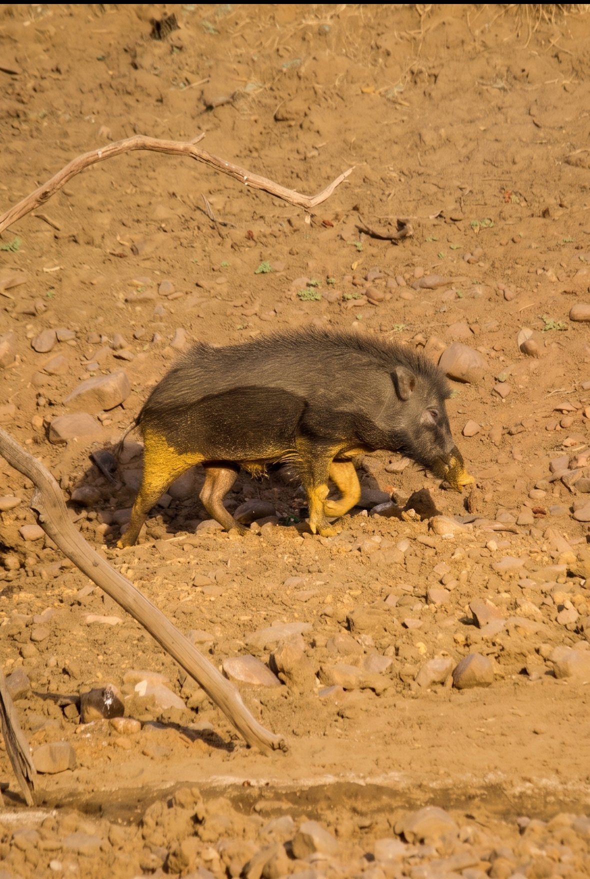 Wild boar family crossing a track in Tadoba Tiger Reserve